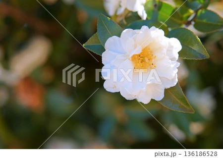 サザンカ 136186528