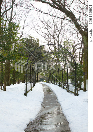 冬の植物園 136186601