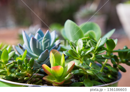 冬の植物園 136186603