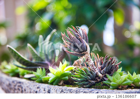 冬の植物園 136186607
