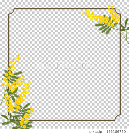 Mimosa frame (square, transparent background) Mimosa frame (square, transparent background) 136186750