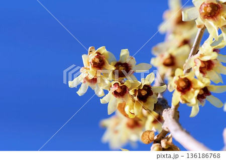 ロウバイ（和蝋梅（ワロウバイ）） 136186768