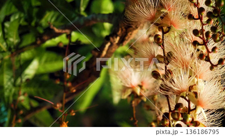 夜に咲く幻想的なサガリバナの群生 クローズアップ 沖縄 夜に咲く幻想的なサガリバナの群生 クローズアップ 沖縄 136186795