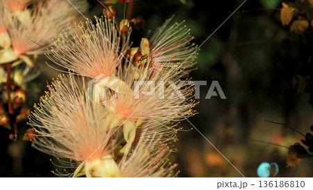 夜に咲く幻想的なサガリバナの群生 クローズアップ 沖縄 夜に咲く幻想的なサガリバナの群生 クローズアップ 沖縄 136186810