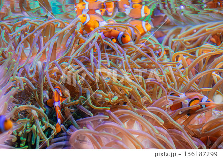 Clownfish,Amphiprion ocellaris, swimming among the tentacles of an anemone at the Loro Parque aquarium in Tenerife Clownfish,Amphiprion ocellaris, swimming among the tentacles of an anemone at the Loro Parque aquarium in Tenerife 136187299