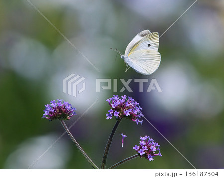 モンシロチョウと三尺バーベナ モンシロチョウと三尺バーベナ 136187304