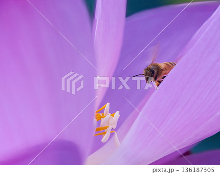 蓮の花にとまるミツバチ 蓮の花にとまるミツバチ 136187305