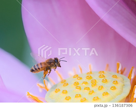 ハスの花に来たミツバチ 136187306