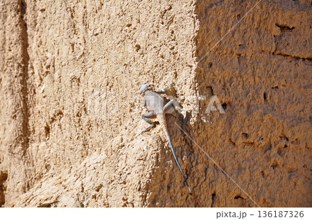 イラン シルクロード ヤズド近郊の遺跡 ハナラク城砦遺跡 、土壁のトカゲ イラン シルクロード ヤズド近郊の遺跡 ハナラク城砦遺跡 、土壁のトカゲ 136187326