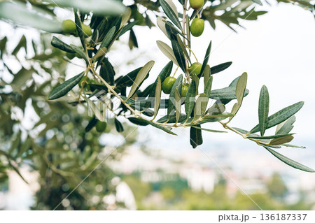Olive tree branch with green olives in a garden during the day Olive tree branch with green olives in a garden during the day 136187337
