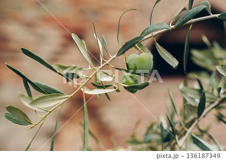 Olive branch with green olives hanging in sunlight near old building wall 136187349