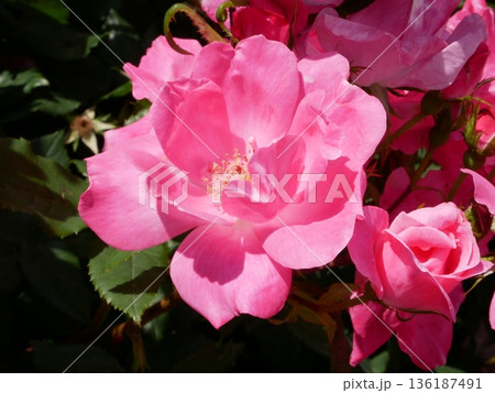 太陽の光を浴びて輝く濃いピンクのバラ 136187491