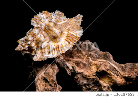Ornate Foliated Thorn Purpura Murex Shell On Natural Old Driftwood 136187655