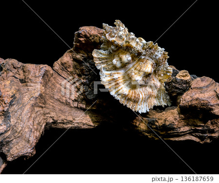 Ornate Foliated Thorn Purpura Murex Shell On Natural Old Driftwood 136187659