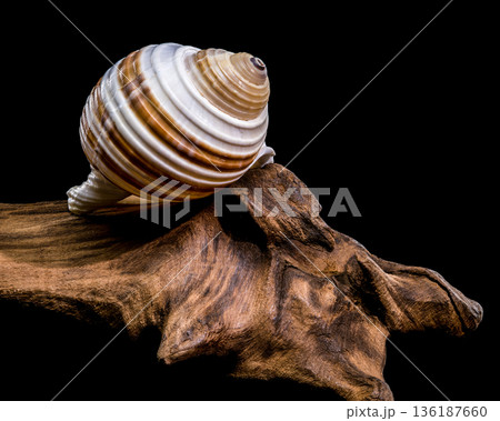 Banded Tun Shell Specimen On Weathered Driftwood Surface Banded Tun Shell Specimen On Weathered Driftwood Surface 136187660
