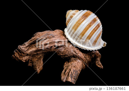 Banded Tun Shell Specimen On Weathered Driftwood Surface 136187661