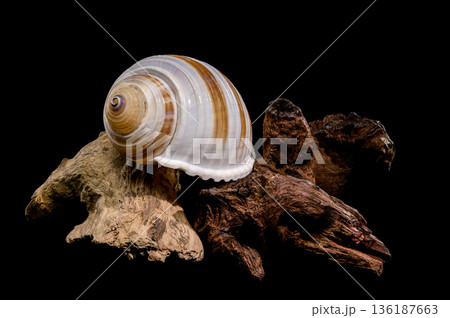 Banded Tun Shell Specimen On Weathered Driftwood Surface Banded Tun Shell Specimen On Weathered Driftwood Surface 136187663