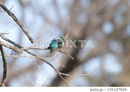 カワセミ kingfisher 136187684