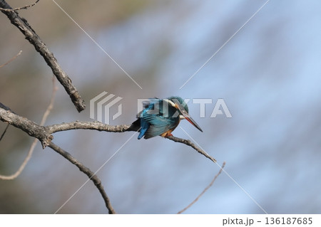 カワセミ kingfisher 136187685