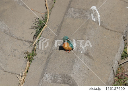 カワセミ kingfisher 136187690
