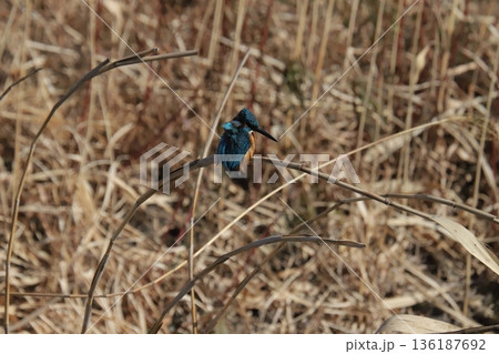 カワセミ kingfisher カワセミ kingfisher 136187692