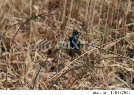 カワセミ kingfisher 136187693
