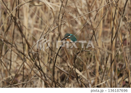 カワセミ kingfisher 136187696