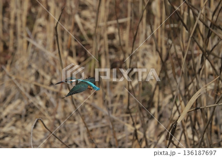 カワセミ kingfisher カワセミ kingfisher 136187697