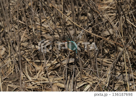 カワセミ kingfisher 136187698