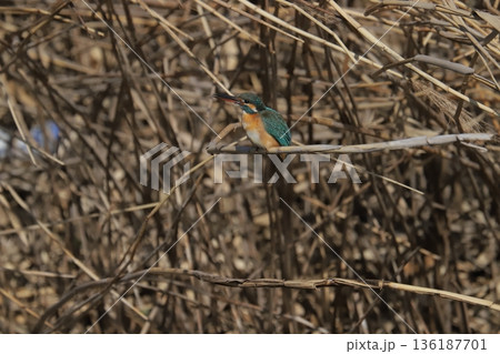 カワセミ kingfisher 136187701