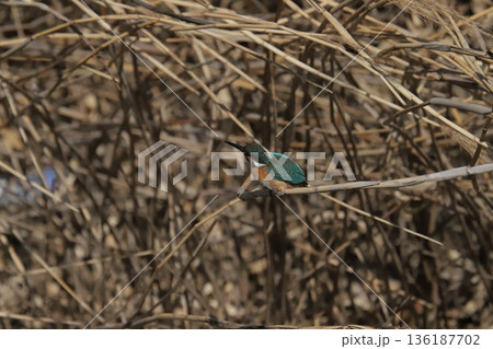 カワセミ kingfisher カワセミ kingfisher 136187702