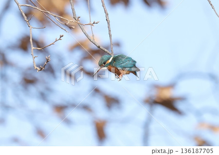 カワセミ kingfisher 136187705