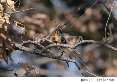 カワセミ kingfisher 136187706