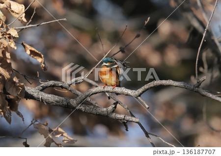 カワセミ kingfisher 136187707