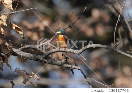 カワセミ kingfisher 136187708