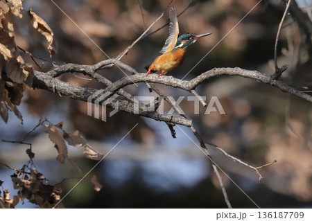 カワセミ kingfisher 136187709