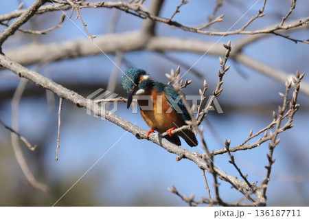 カワセミ kingfisher 136187711