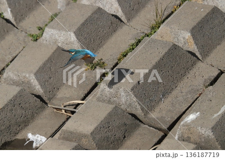 カワセミ kingfisher カワセミ kingfisher 136187719