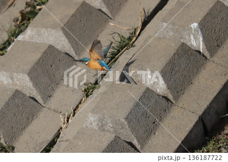 カワセミ kingfisher カワセミ kingfisher 136187722