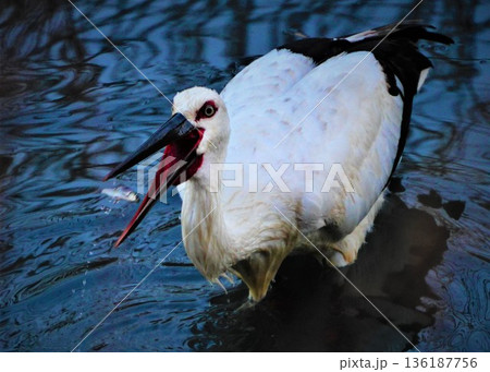 絶滅に抗うコウノトリ　小魚を上手に食べる　口の中の色にビックリ 136187756