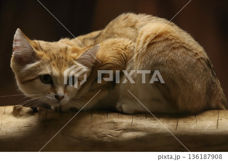 スナネコ sand cat スナネコ sand cat 136187908
