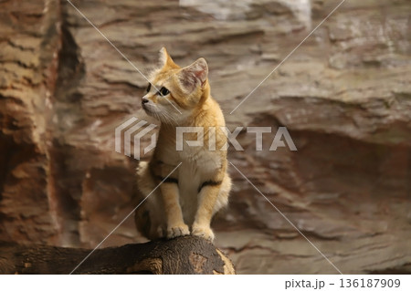 スナネコ　sand cat 136187909