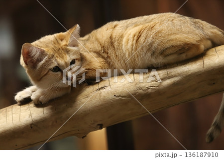 スナネコ sand cat スナネコ sand cat 136187910