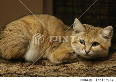 スナネコ　sand cat 136187913