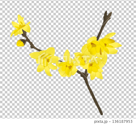 冬青，散發著甜香的半透明黃色花朵，在早春盛開。 136187953