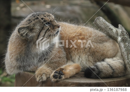 マヌルネコ pallas's cat マヌルネコ pallas's cat 136187988