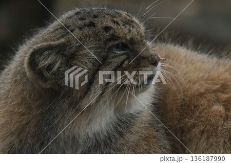 マヌルネコ pallas's cat マヌルネコ pallas's cat 136187990