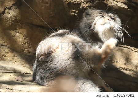 マヌルネコ　pallas's cat 136187992