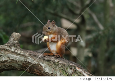 二ホンリス　japanese squirrel 136188129