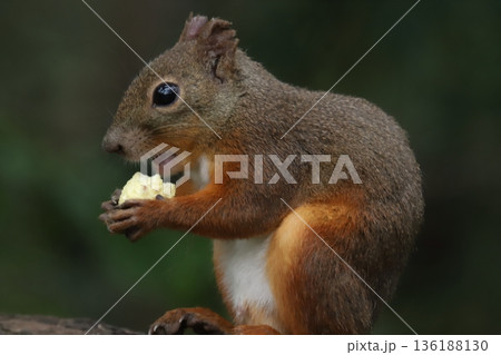 二ホンリス　japanese squirrel 136188130